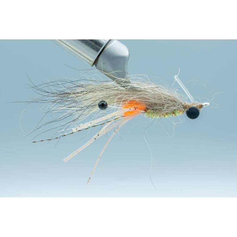 Lum’s Coyote Shrimp Lead Eye