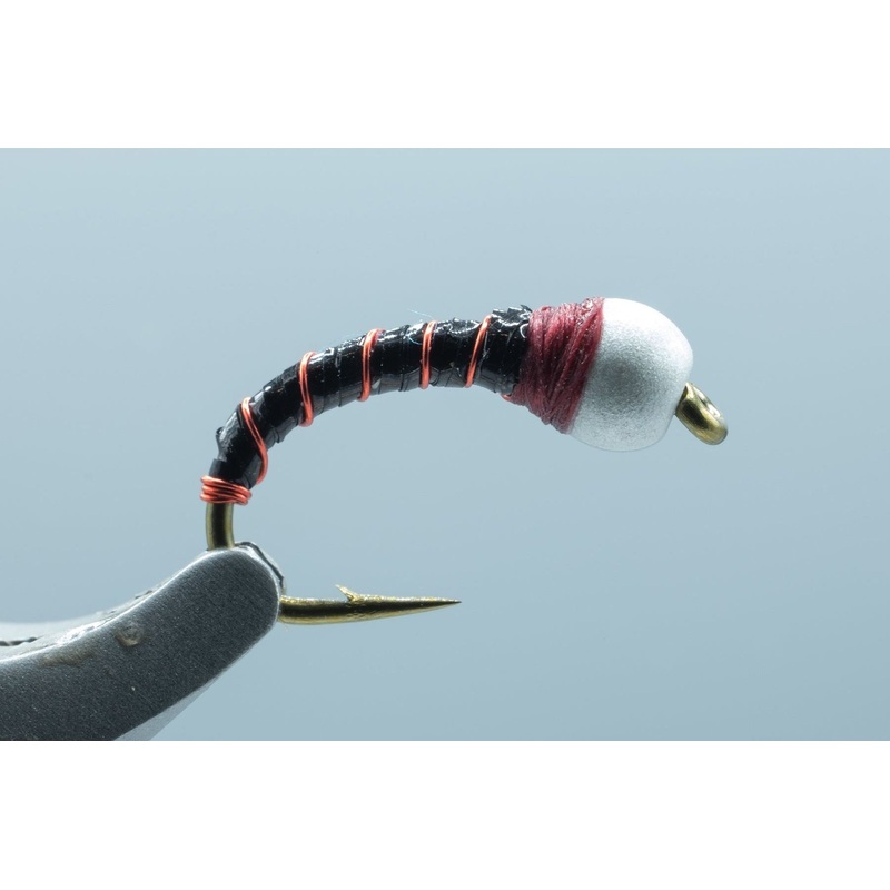 Chiron Pupa Blk/Red #12