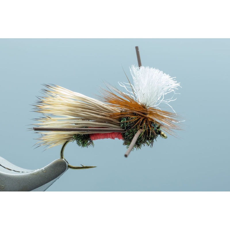 Parachute Madam X Royal #12