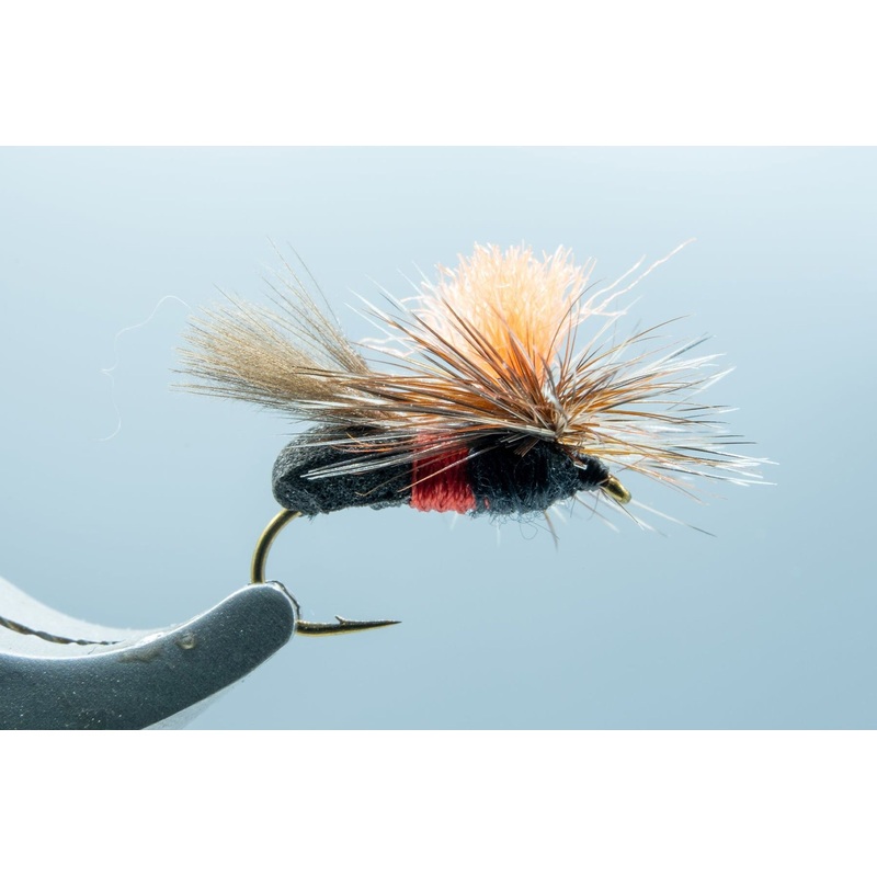 Royal Ant #14