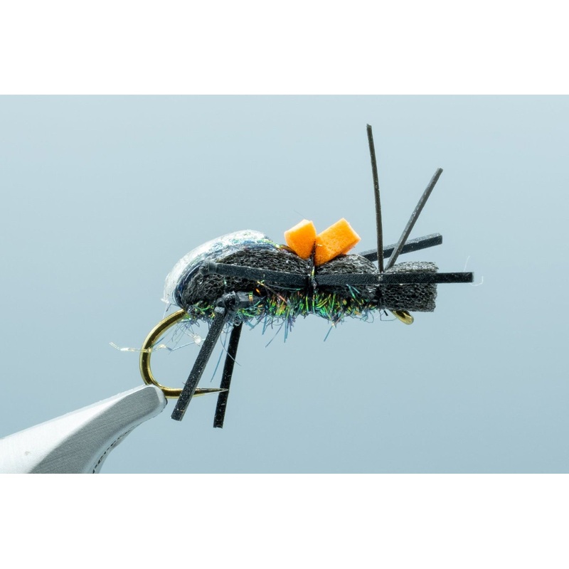 Ground Beetle Black #10