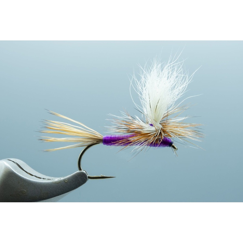 Parachute Purple