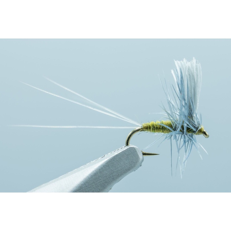 Thorax Long Tailed BWO