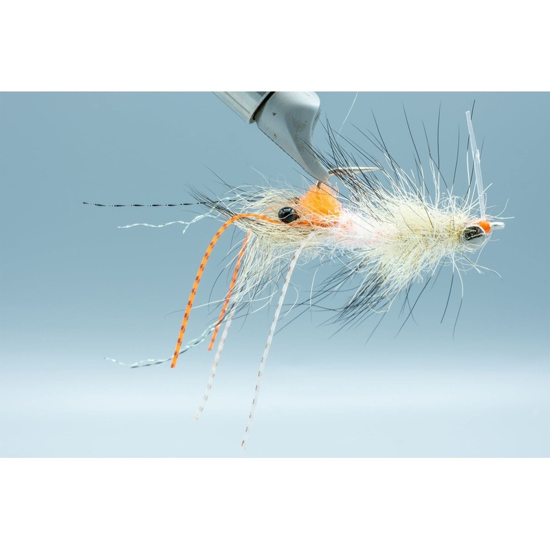 Spawning Shrimp Coyote