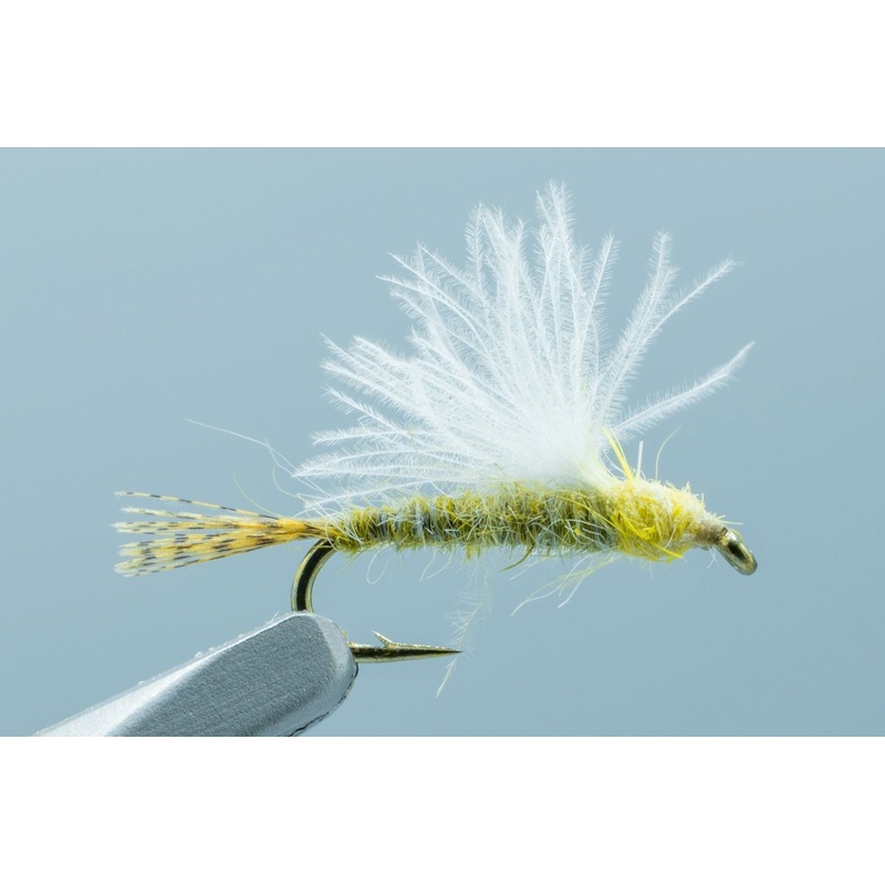 Transitional Dun Yellow – 1 Doz.